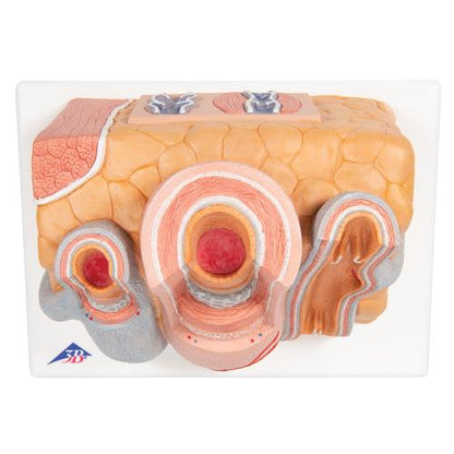 Arterie og vene 3B MICROanatomy, 14x forstørret – billede 8