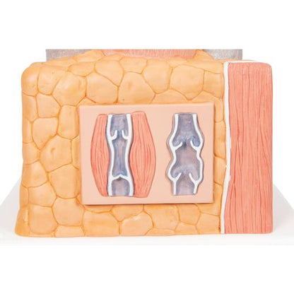 Arterie og vene 3B MICROanatomy, 14x forstørret – billede 9