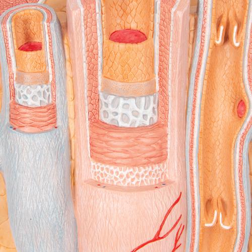 Arterie og vene 3B MICROanatomy, 14x forstørret – billede 10