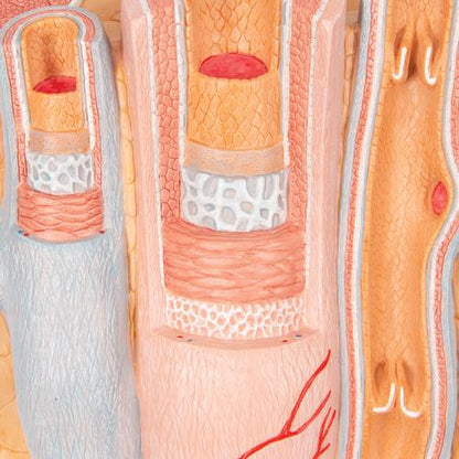 Arterie og vene 3B MICROanatomy, 14x forstørret – billede 10
