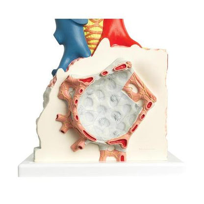 Model af lungelobulus med blodkar, 130x forstørret – billede 3