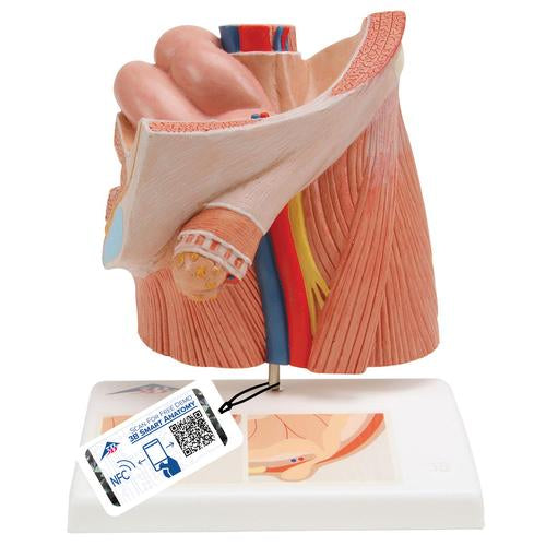 Urologimodel med lyskebrok