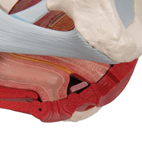 Kvindeligt bækkenskelet med ledbånd, muskler og organer, 4 dele – billede 8