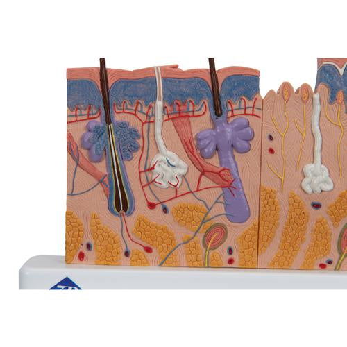 The skin, 40 x size.