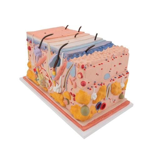 Skin, Block Model, 70 hours full-size