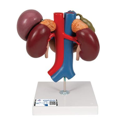 Nyremodel med bageste organer i øvre bughule, 3 dele