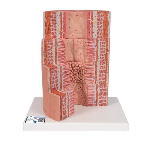 Fordøjelsessystemet 3B MICROanatomy, 20x forstørret