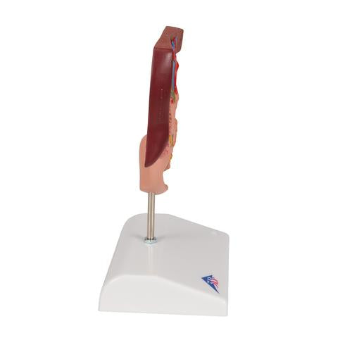 Galdestensmodel – billede 3