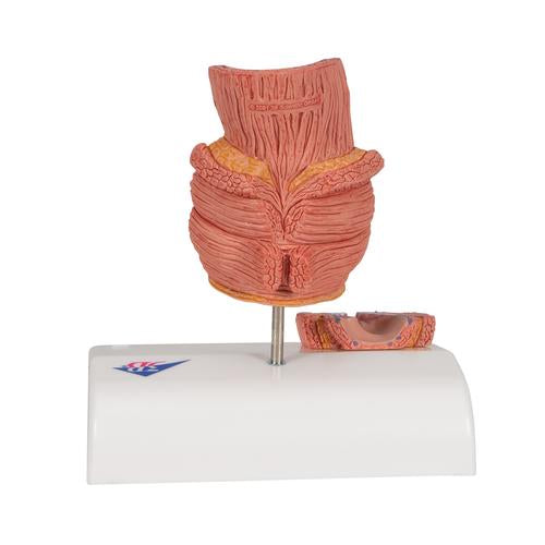 Hæmoridemodel – billede 4