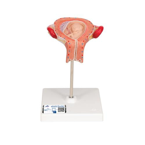 Fostermodel, 3. måned