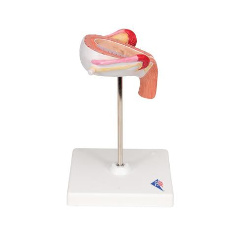 Fostermodel, 3. måned – billede 3