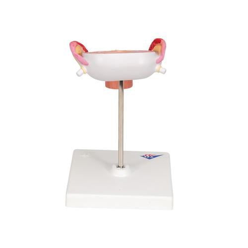 Fostermodel, 3. måned – billede 4