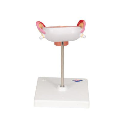 Fostermodel, 3. måned – billede 4