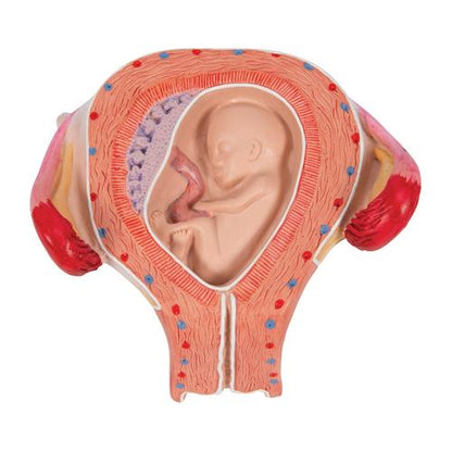 Fostermodel, 3. måned – billede 7