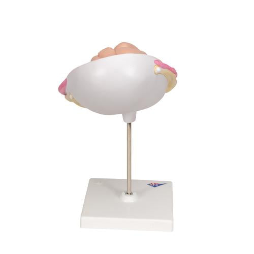 Fostermodel, 7. måned – billede 4