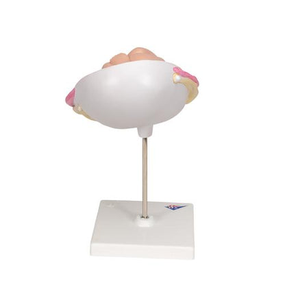 Fostermodel, 7. måned – billede 4