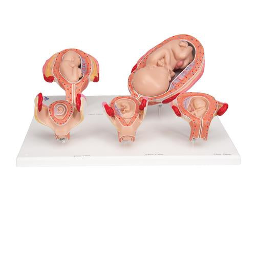 Graviditetsserie, 5 embryo- og fostermodeller på fod