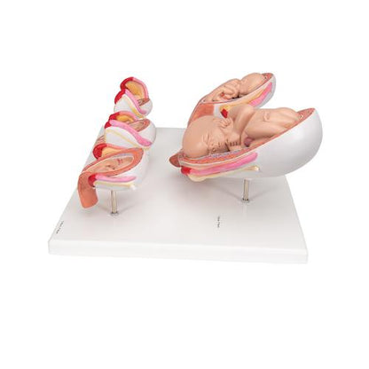 Graviditetsserie, 5 embryo- og fostermodeller på fod – billede 4