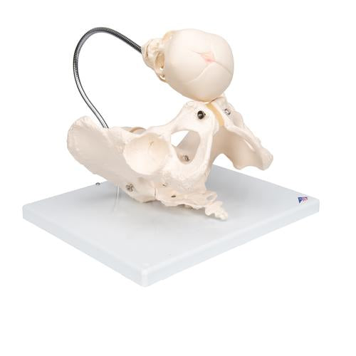 Bækkenskelet til fødselsdemonstration med fosterkranie – billede 2