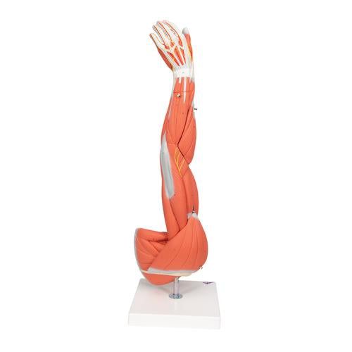 Muskel Arm 6 dele
