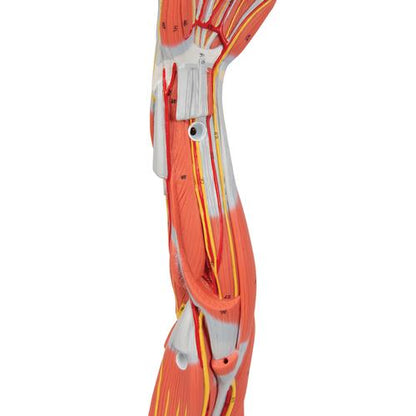 Muskel Arm 6 dele