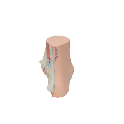 Fodmodel, normal fod – billede 4
