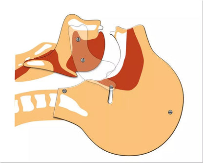 Airway Simulation Board