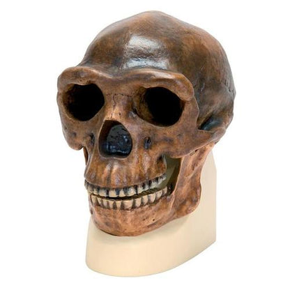 Kranie-replika Homo erectus pekinensis (Weidenreich, 1940)