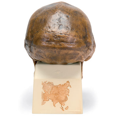 Kranie-replika Homo erectus pekinensis (Weidenreich, 1940) – billede 2