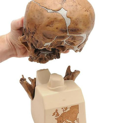 Kranie-replika Homo neanderthalensis (La Chapelle-aux-Saints 1) – billede 2