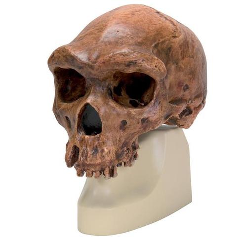 Kranie-replika Homo rhodesiensis (Broken Hill, Woodward, 1921)