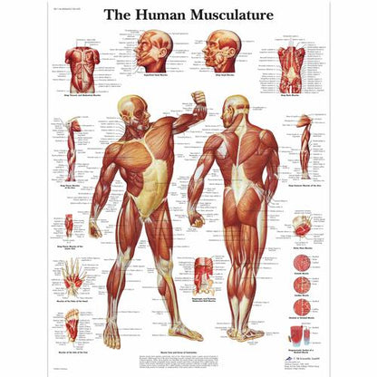 Muskulatur – anatomisk plakat (engelsk tekst) – billede 2
