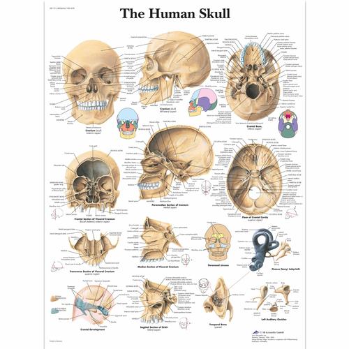 Anatomisk planche: Kraniet, lamineret