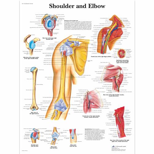 Anatomisk planche: Skulder og albue, papir