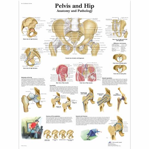 Anatomisk planche: Bækken og hofte – anatomi og patologi, papir