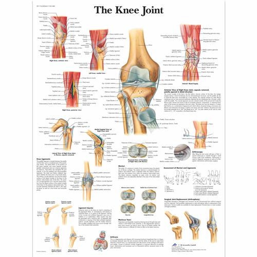 Anatomisk planche: Knæleddet, papir