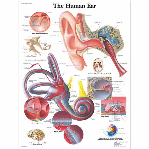 The Ear, Anatomical Poster