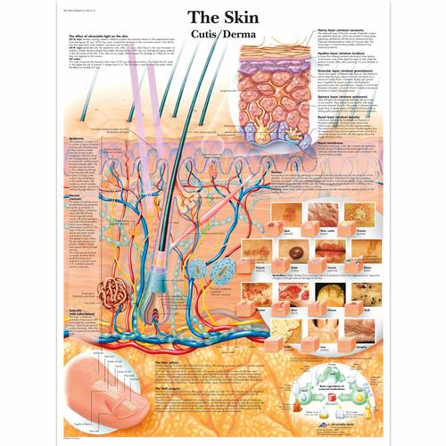Anatomisk planche: Huden, papir