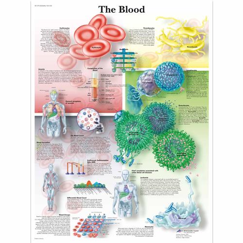 Anatomisk planche: Blodet, lamineret