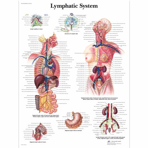 Anatomisk planche: Lymfesystemet, papir
