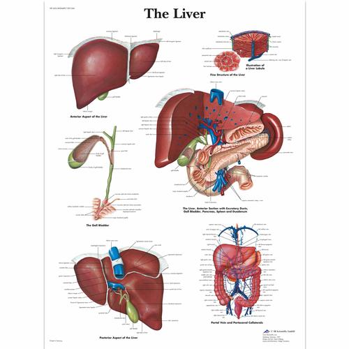 Anatomisk planche: Leveren, papir