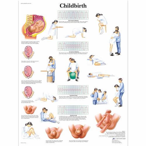 Anatomisk planche: Fødslen, papir