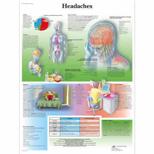 Anatomisk planche: Hovedpine, papir