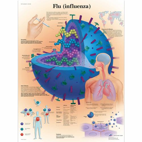 Anatomisk planche: Influenza, lamineret