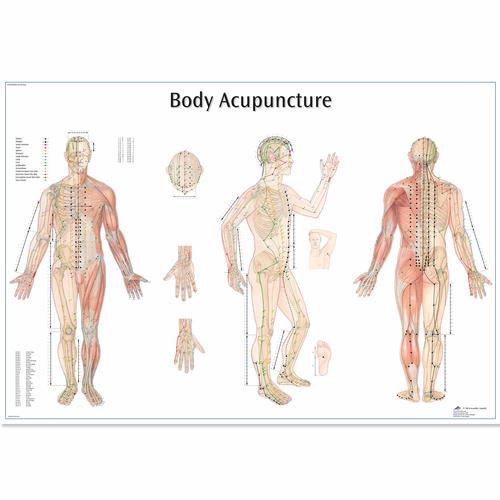 Anatomisk planche: Kropsakupunktur, papir