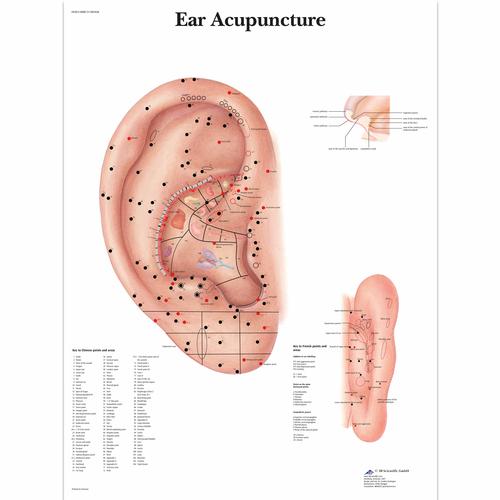 Anatomisk planche: Øreakupunktur, papir