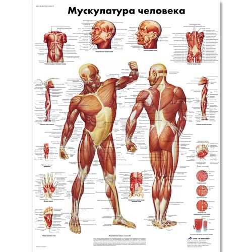 Anatomisk planche: Menneskets muskler, lamineret med metaløjer