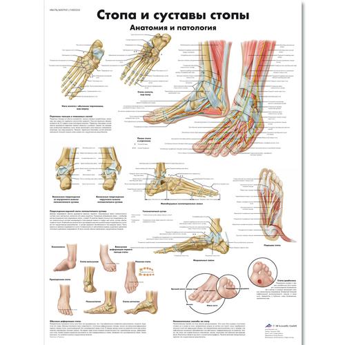 Anatomisk planche: Foden og fodens led – anatomi og patologi, lamineret med metaløjer