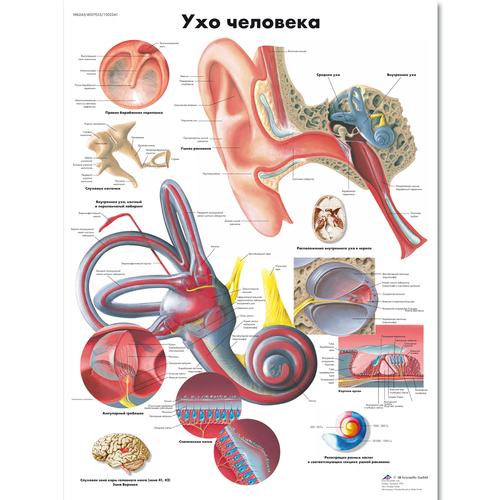 Anatomisk planche: Øret, lamineret med metaløjer