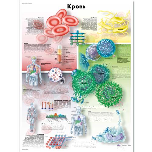 Anatomisk planche: Blodet, lamineret med metaløjer